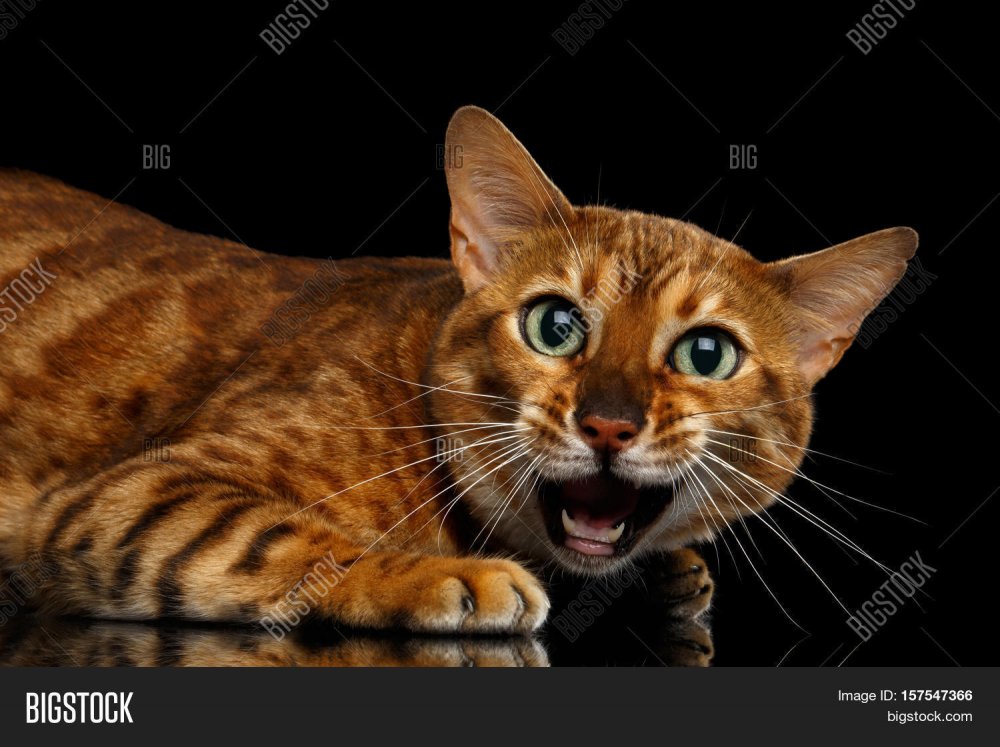 Бенгальские кошки с открытом ртом