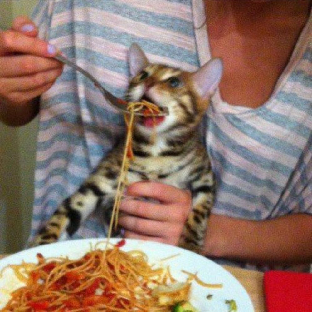 Кота кормят макаронами