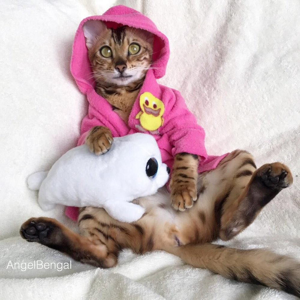 Бенгальский кот в одежде