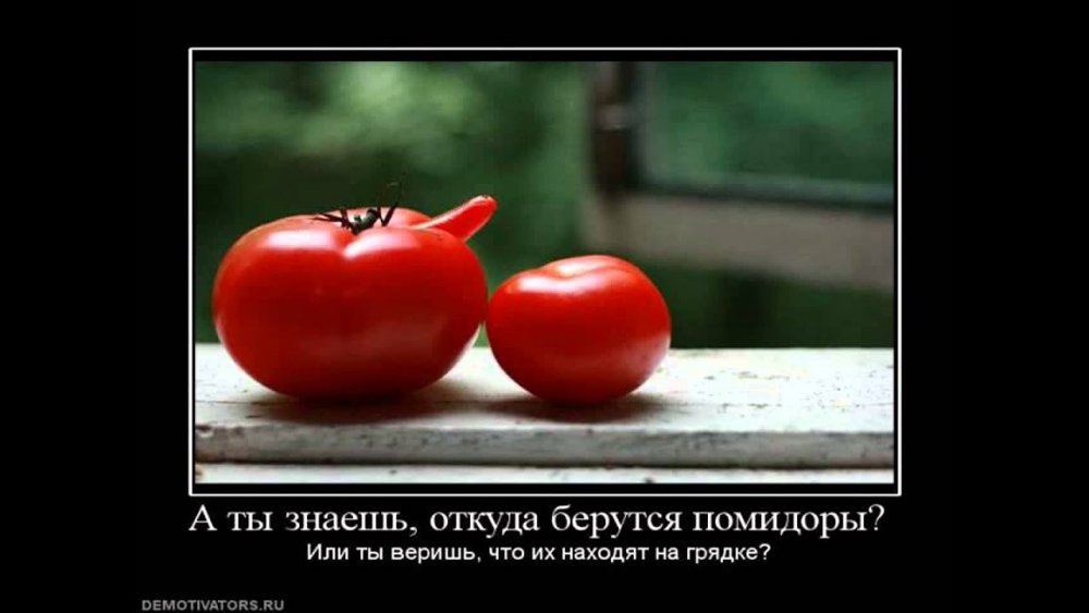 Юмор про томаты