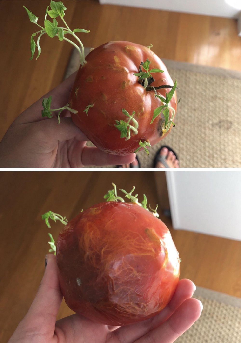 Смешной помидор