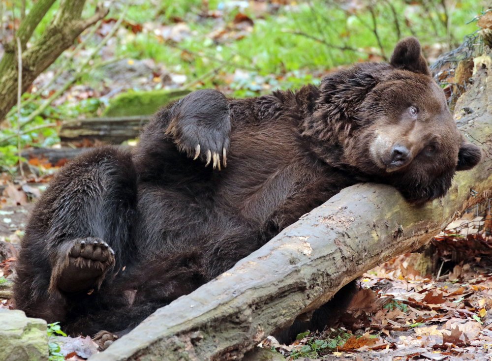 Сонный медведь
