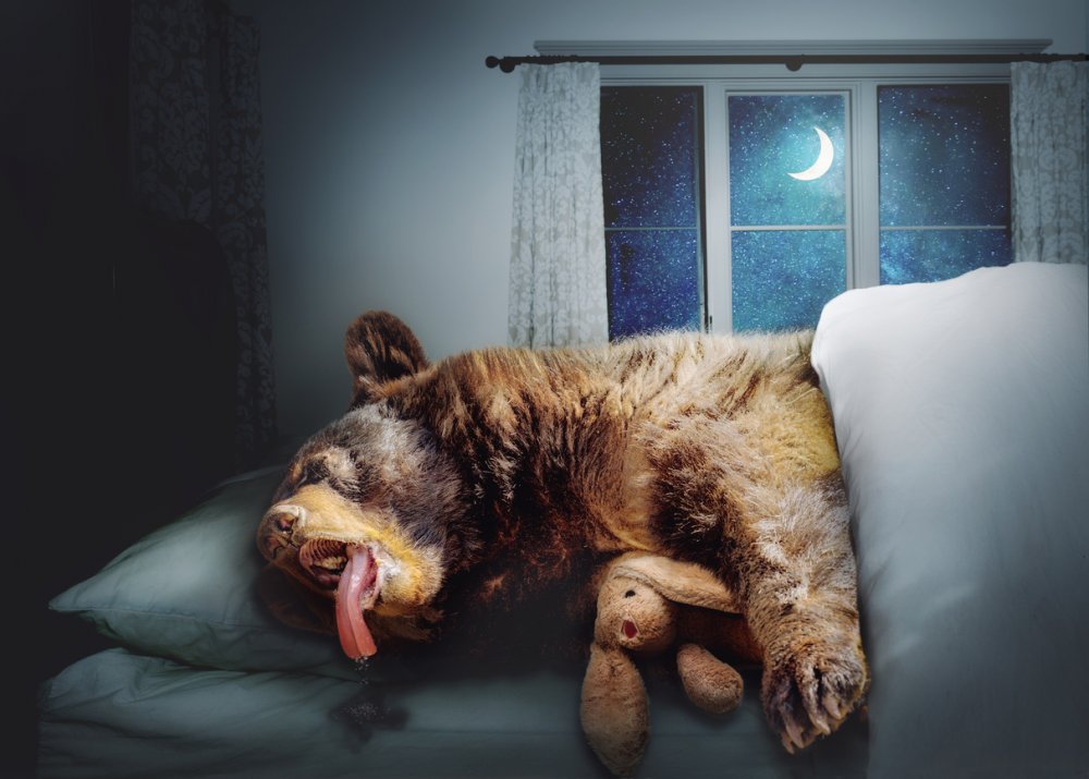 Медведь спящий на кровати