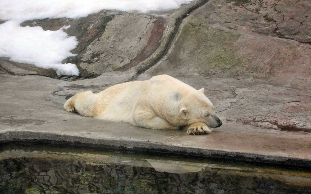 Уставший белый медведь