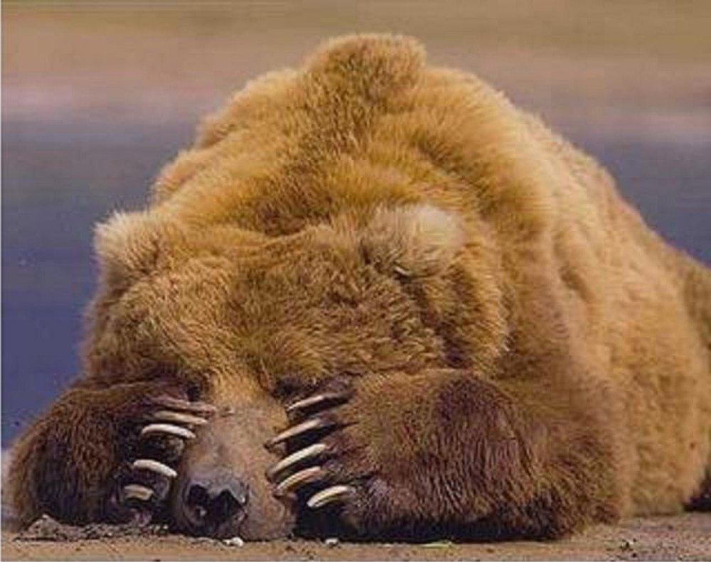 Смешной спящий медведь