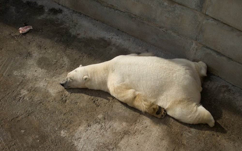 Спящий белый медведь