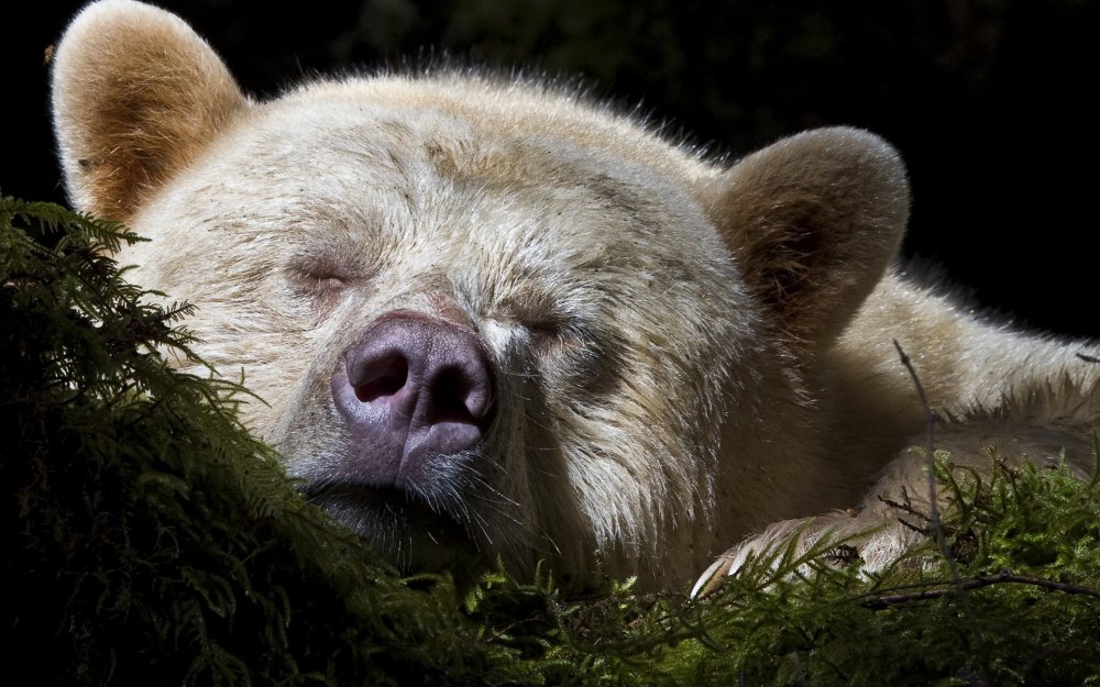 Медвежонок спит
