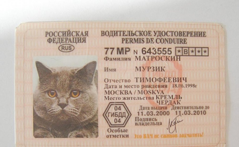 Удостоверение кота