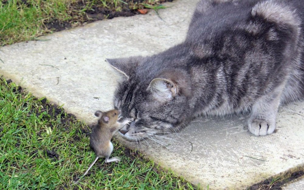 Кот бежит за мышкой