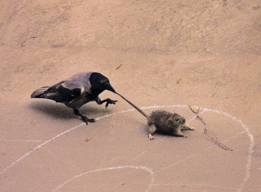 Ворона и мышь