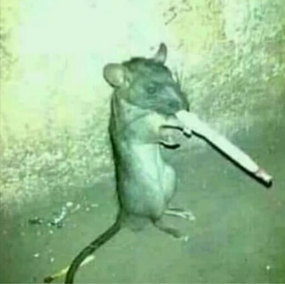 Фердинанд Ван Кессель танец крыс