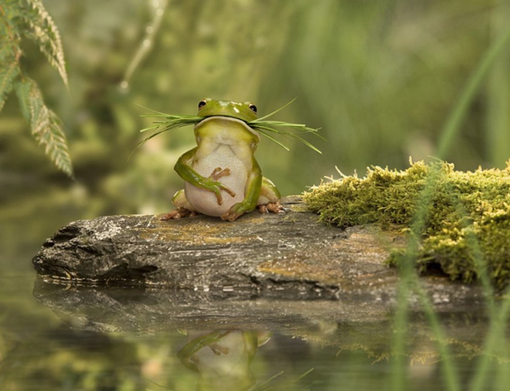 Накрашенная жаба
