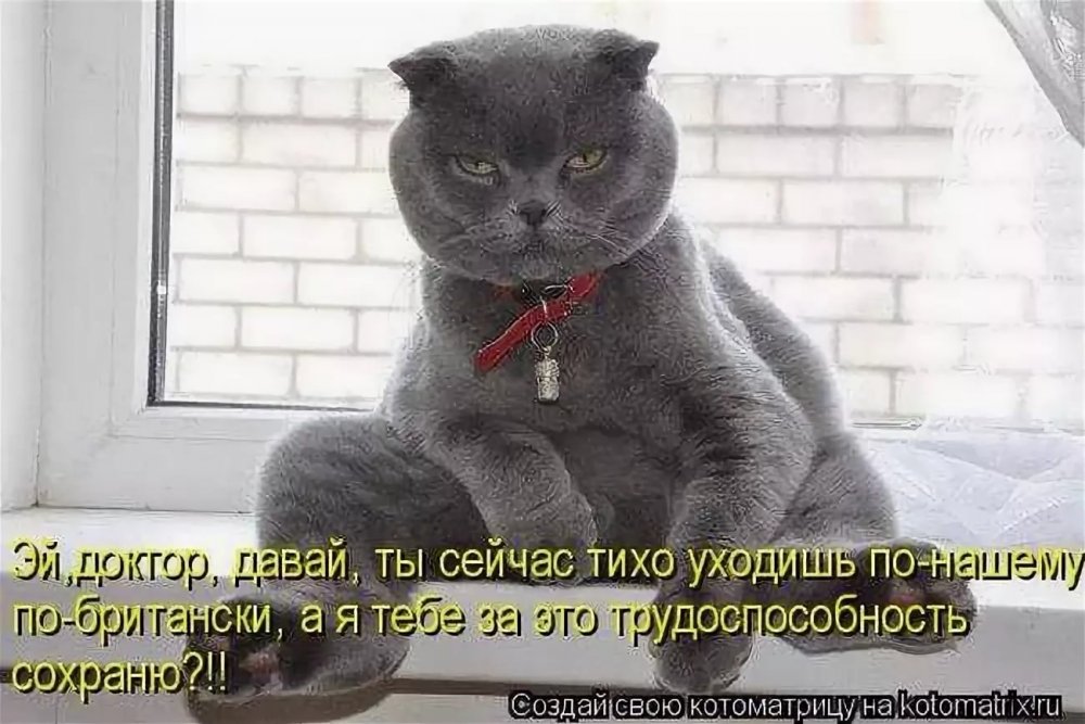 Смешные картинки про котов с надписями