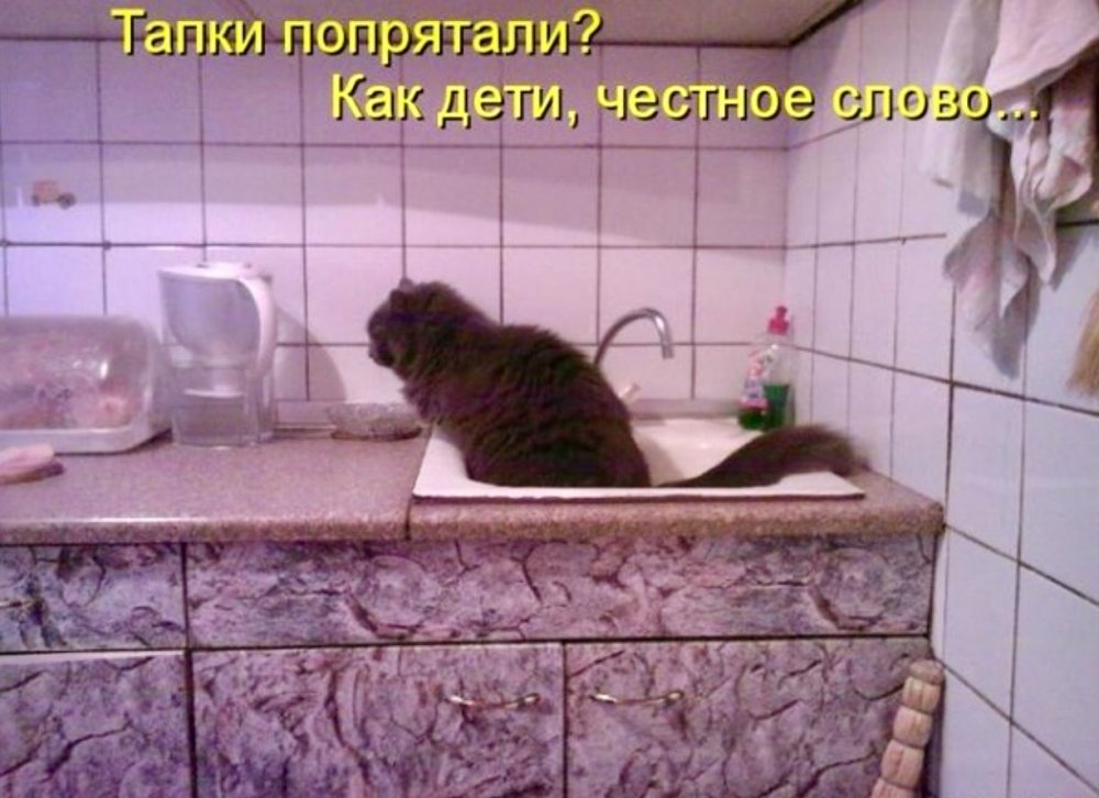 Смешные надписи кошек в ванной