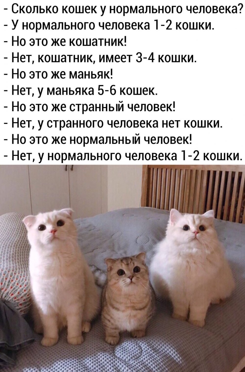 У нормального человека 1-2 кошки