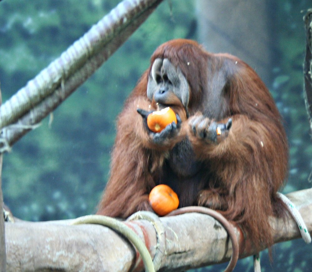 Орангутан фрукт