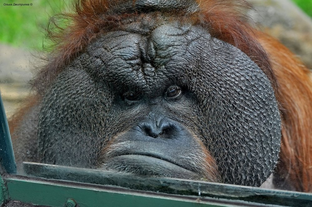 Суматранский орангутан злится