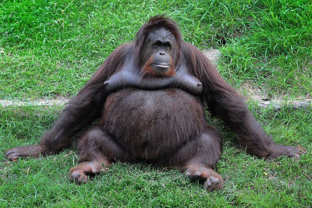 Орангутан толстый