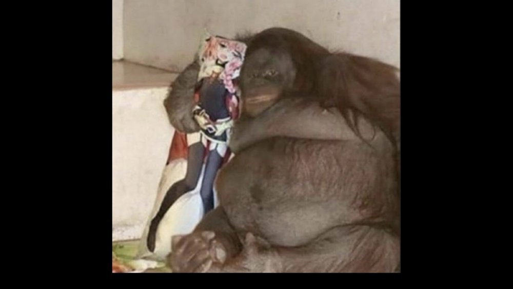 Очень толстая обезьяна