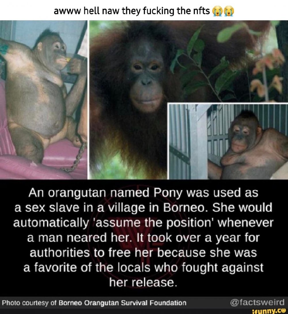 Орангутанг мужчина