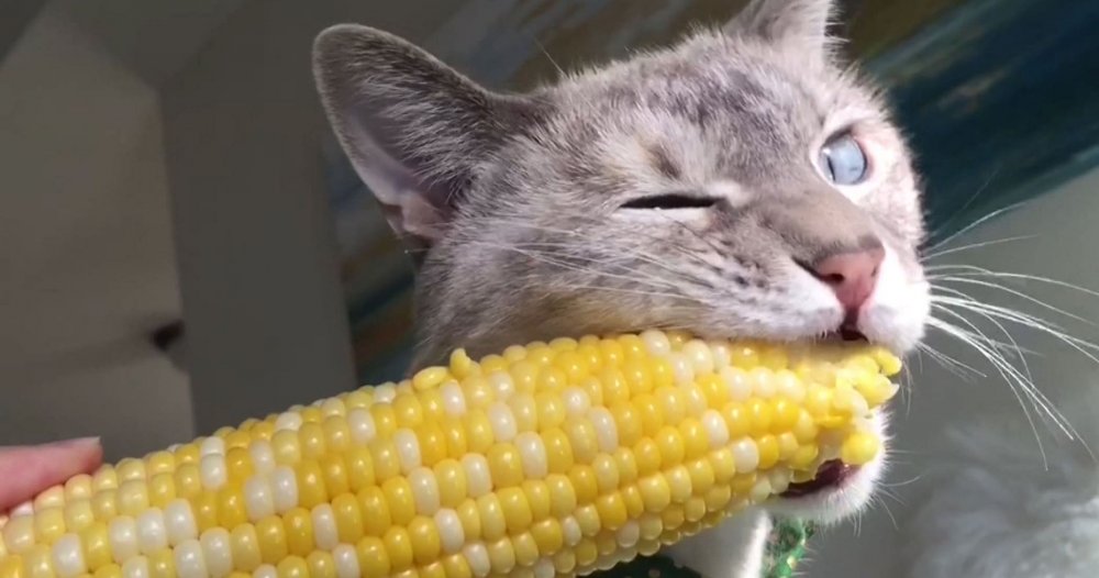 Кот с кукурузой