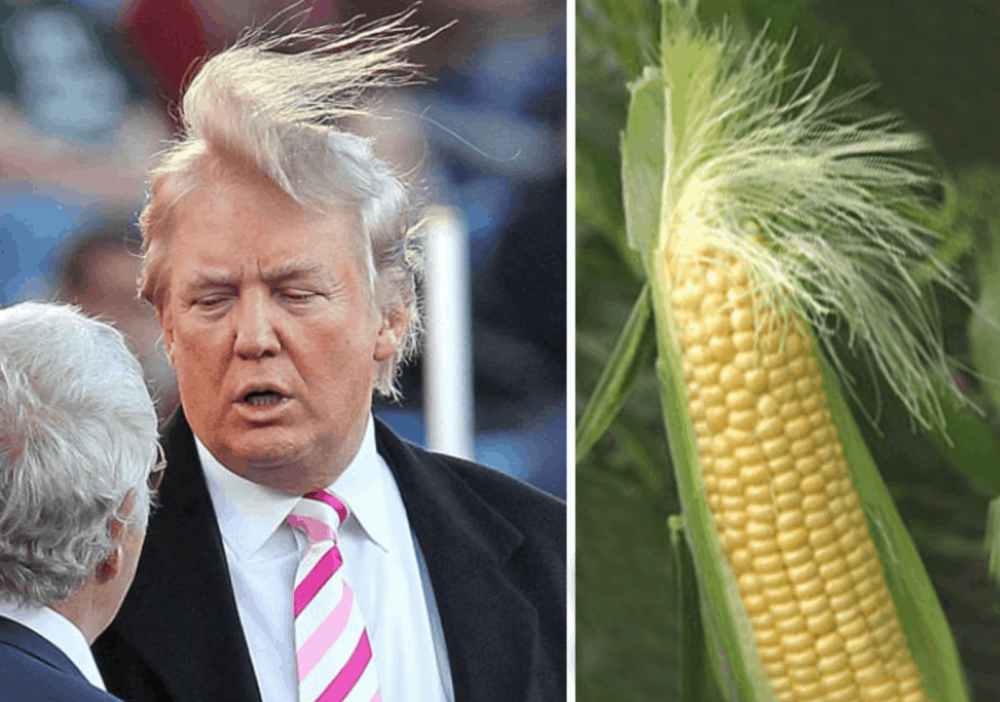 Дональд Трамп кукуруза