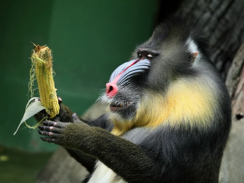 Бабуин с бананом