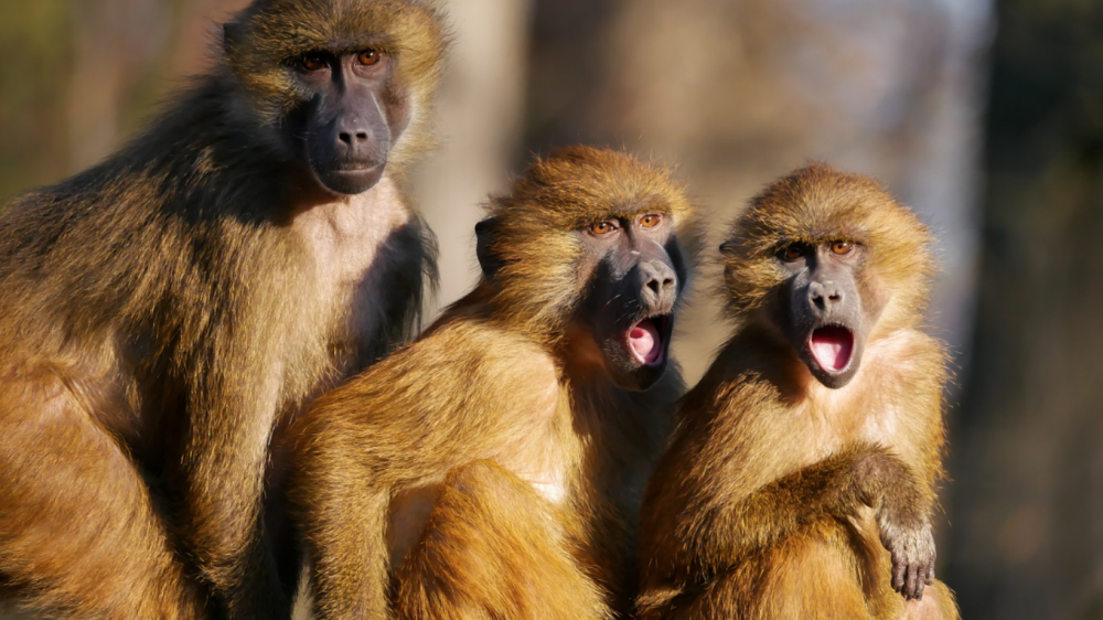 Общение обезьян
