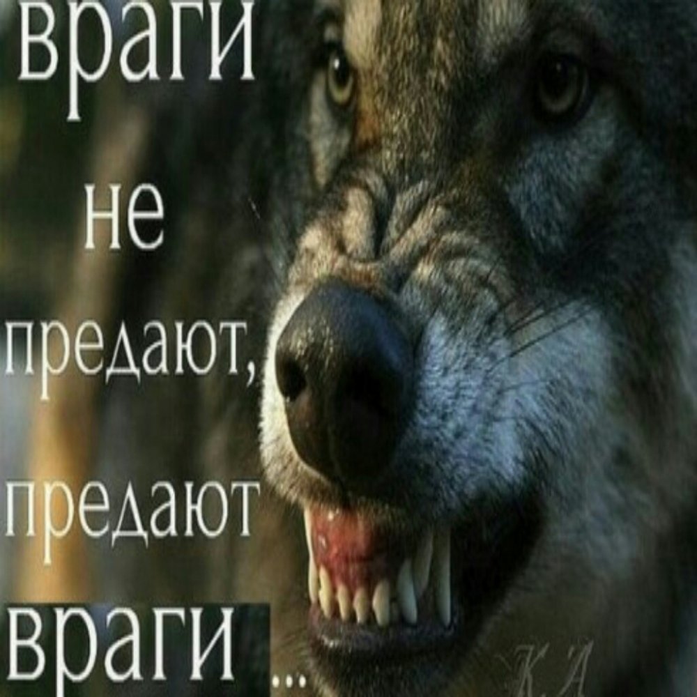 Цитаты волка смешные