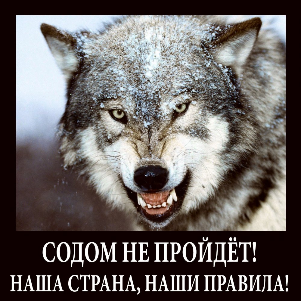 Волк говно не скажет волк его покажет
