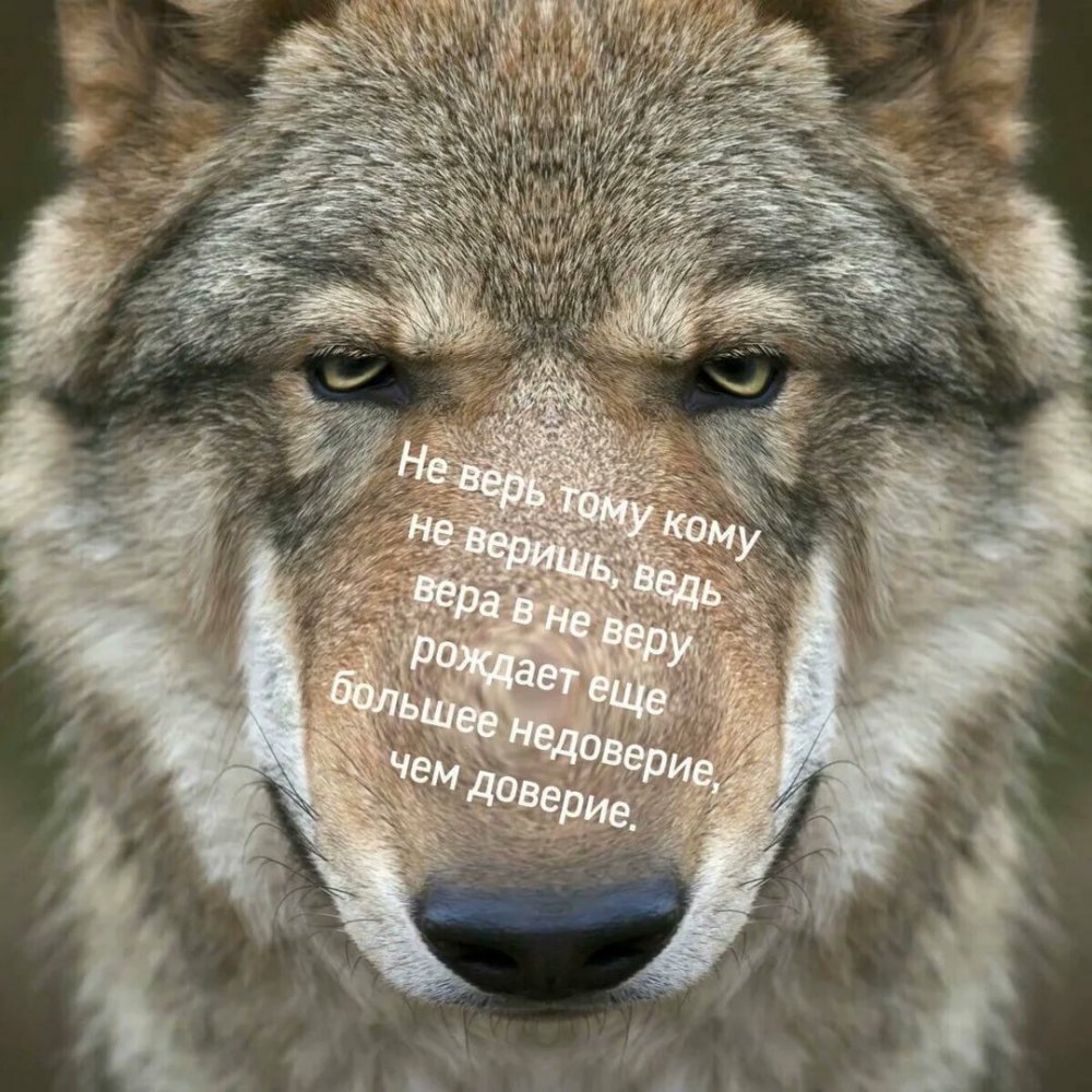 Волчьи цитаты