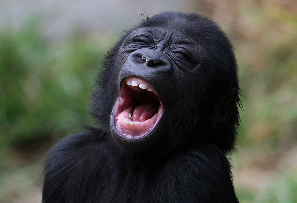 Смех шимпанзе