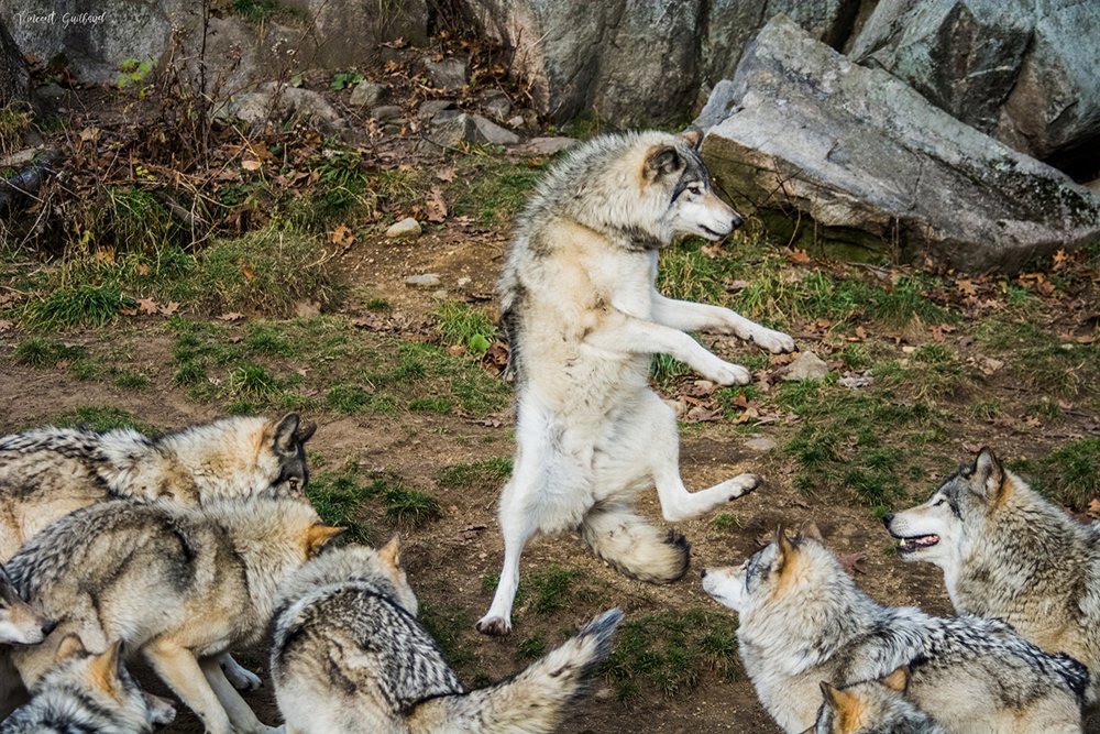 Танцующие волки