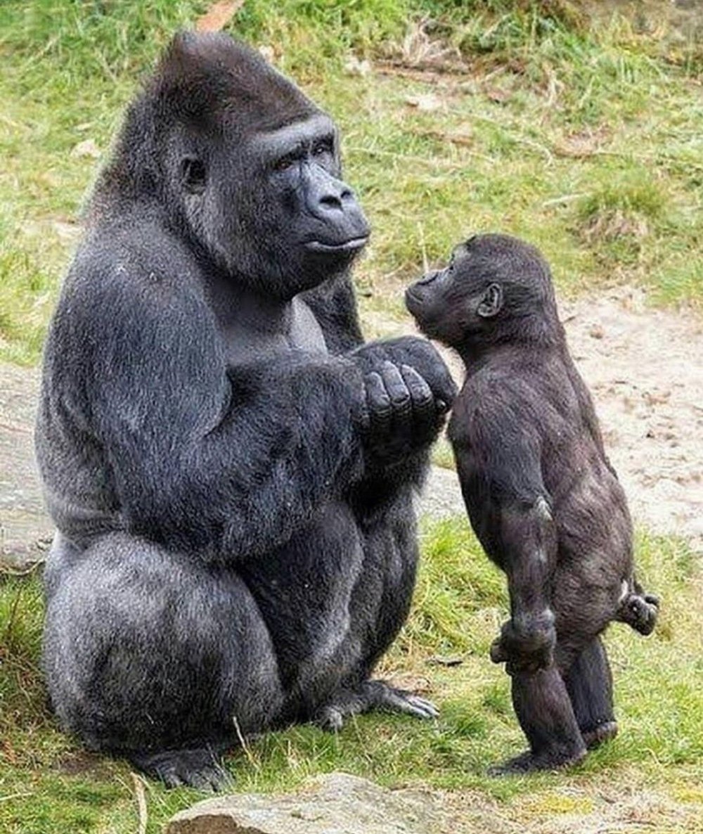 Детеныш гориллы смешной