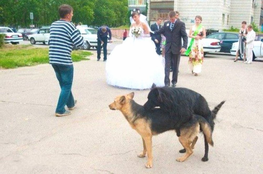Собачьи свадьбы на улицах