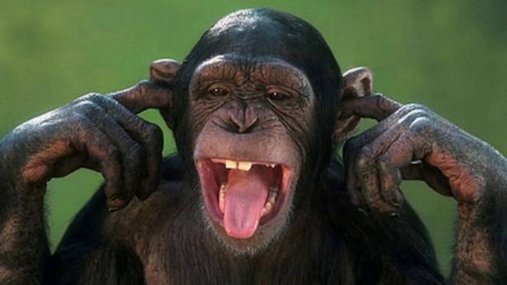 Зубы шимпанзе