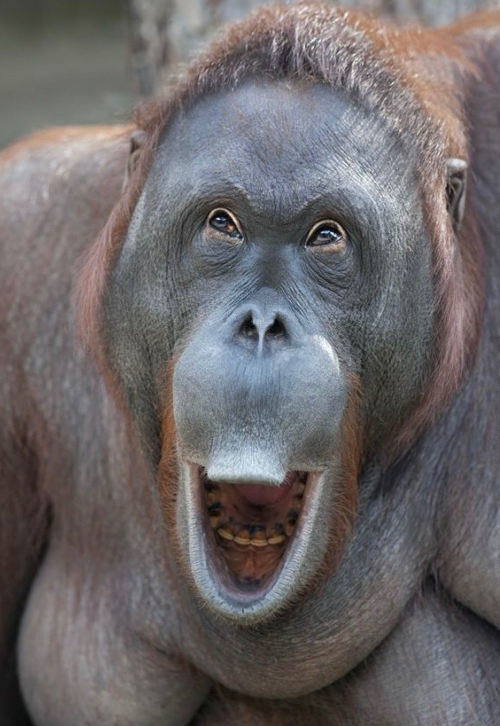 Голова шимпанзе