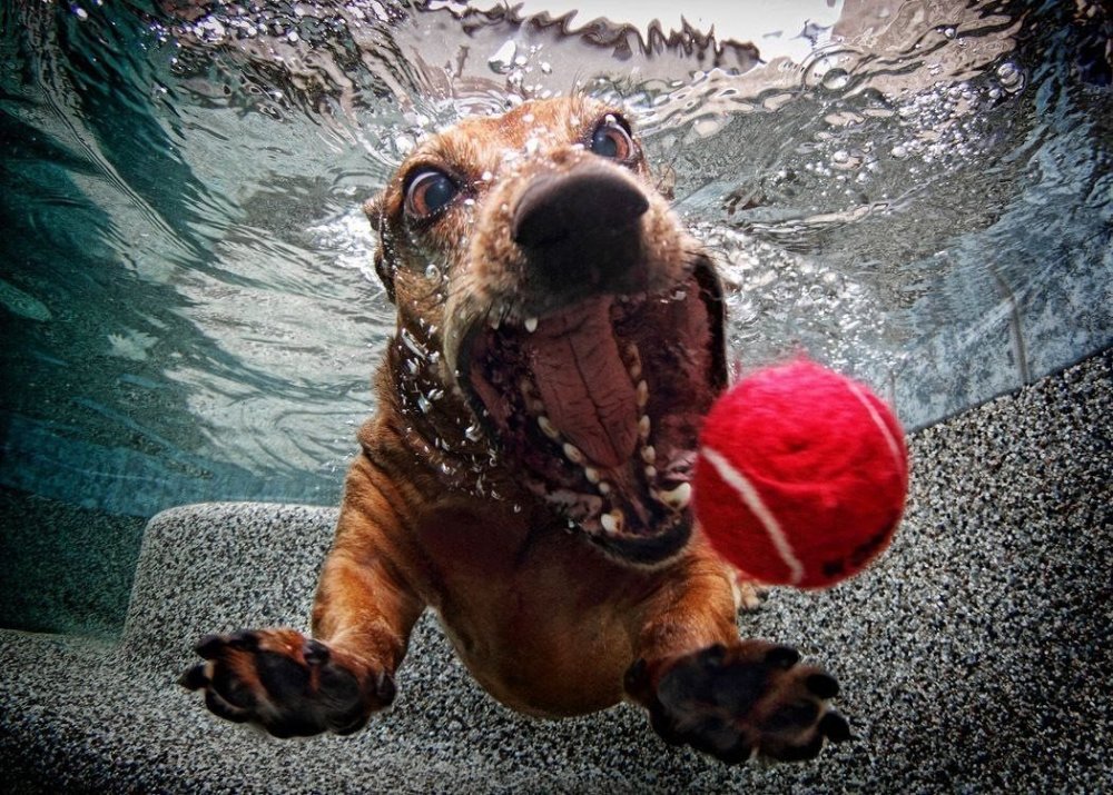 Собака с мячиком в воде