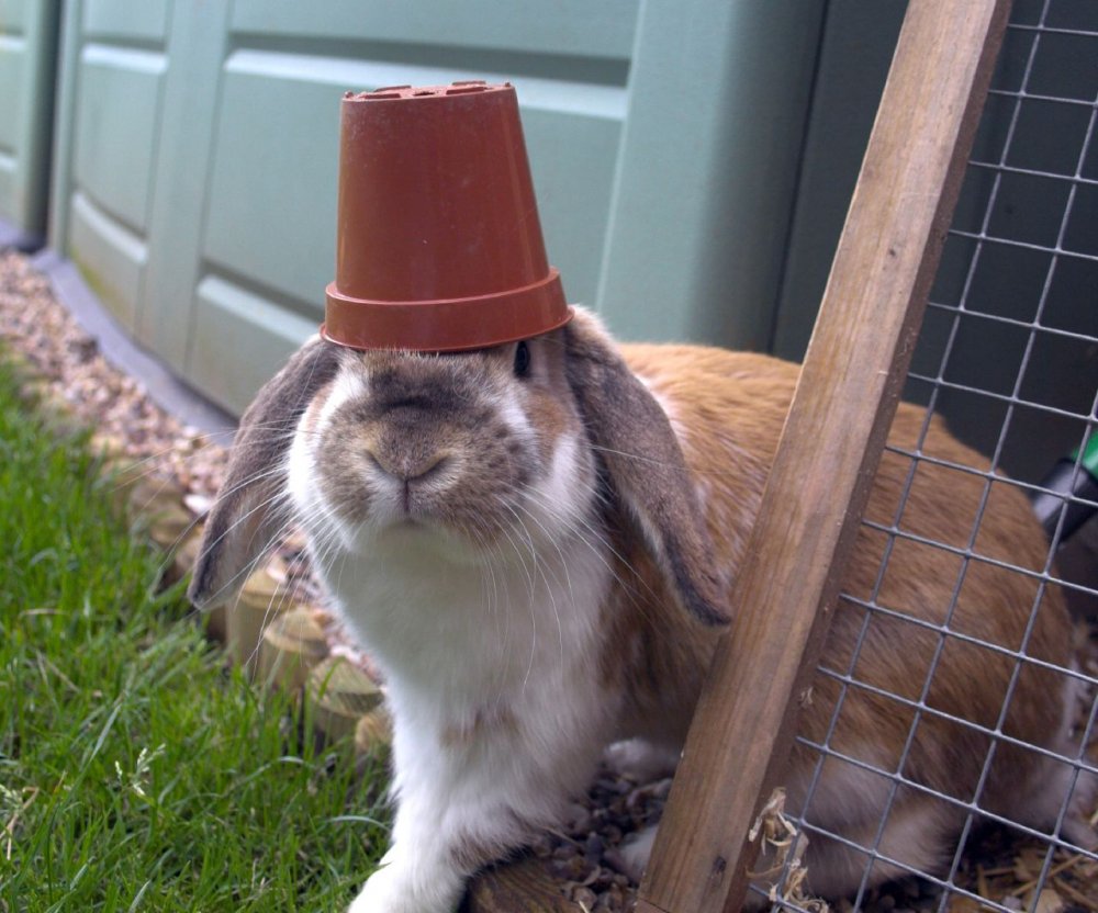 Кролик в шлеме
