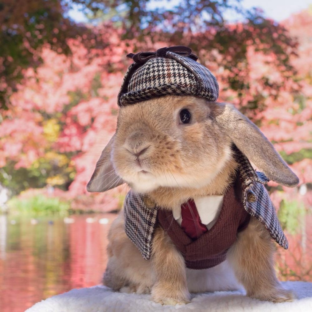 Пуи Пуи - самый стильный кролик в мире