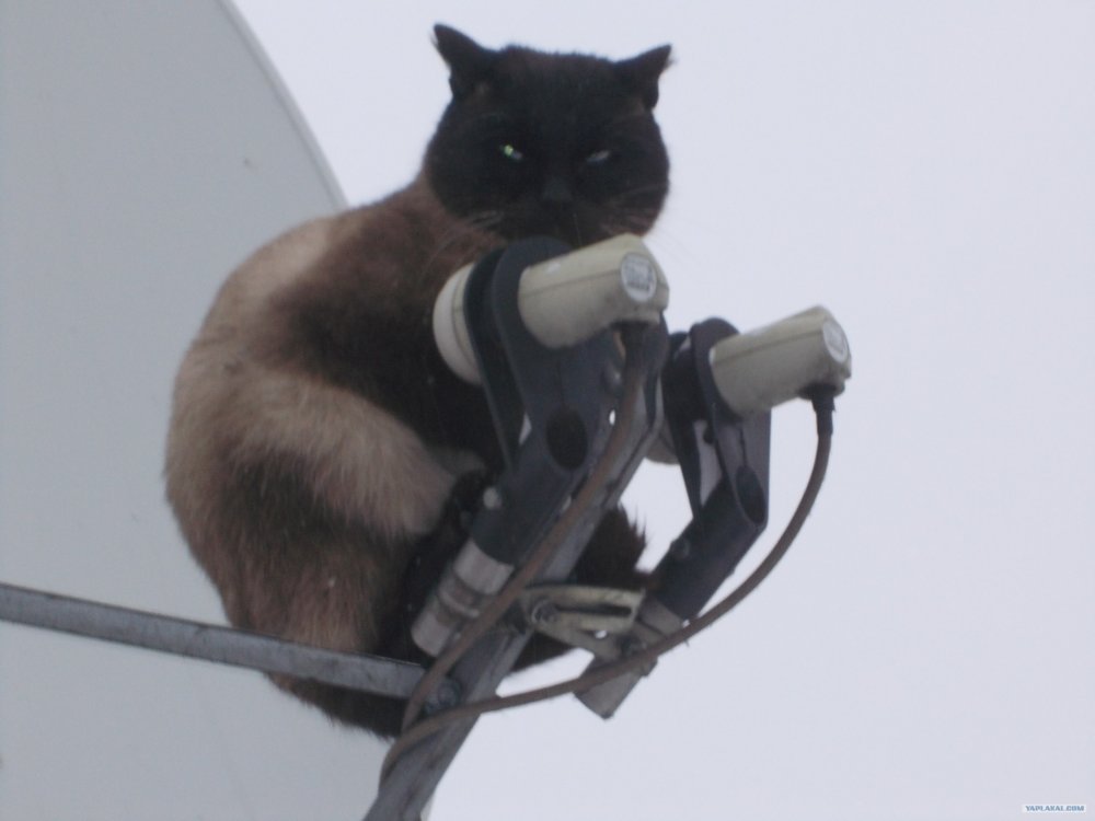 Кот с антенной