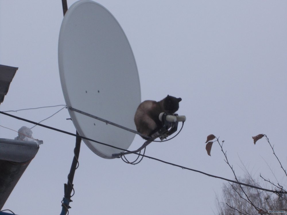 Кот на спутниковой тарелке