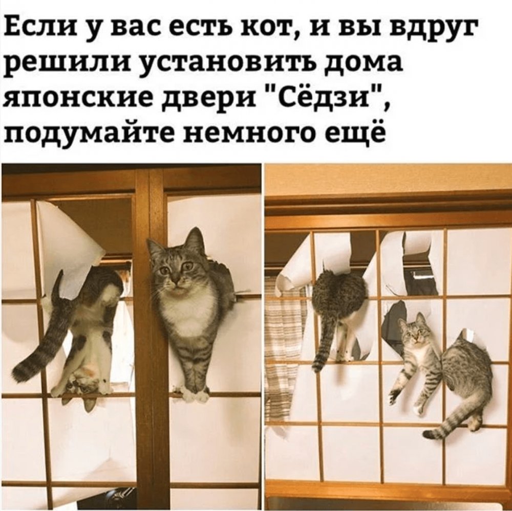 Коты и двери Седзи