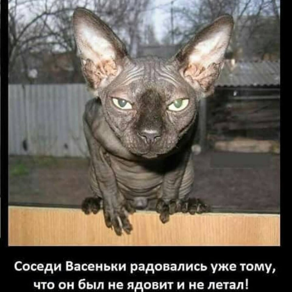 Сфинкс Васенька кот