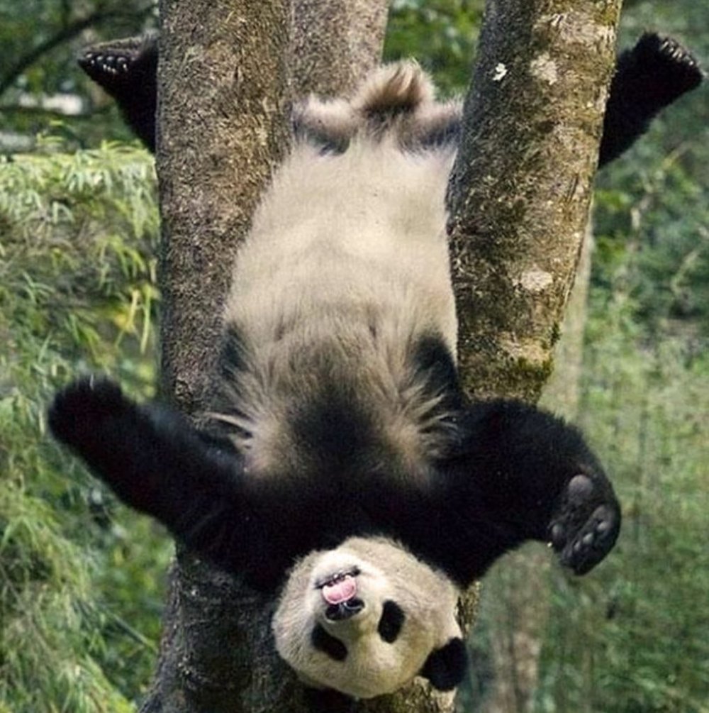 Панда дипломатия