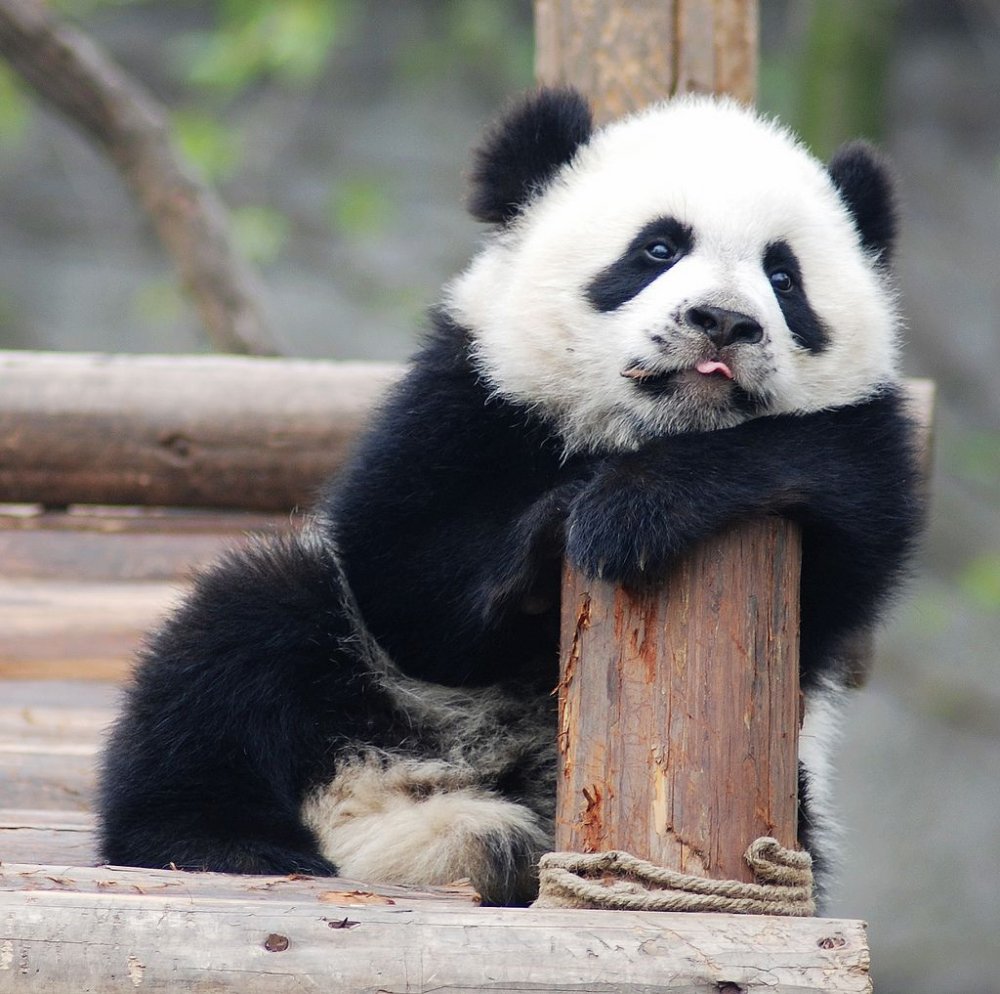 Смешные большие панды в зоопарке