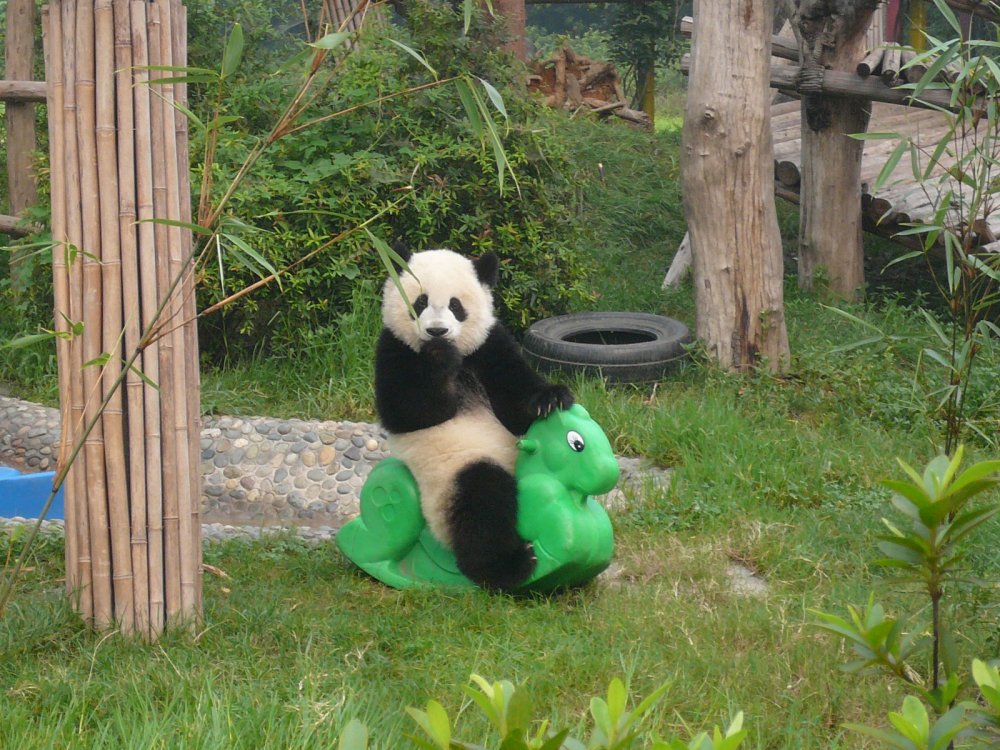 Панда отдыхает
