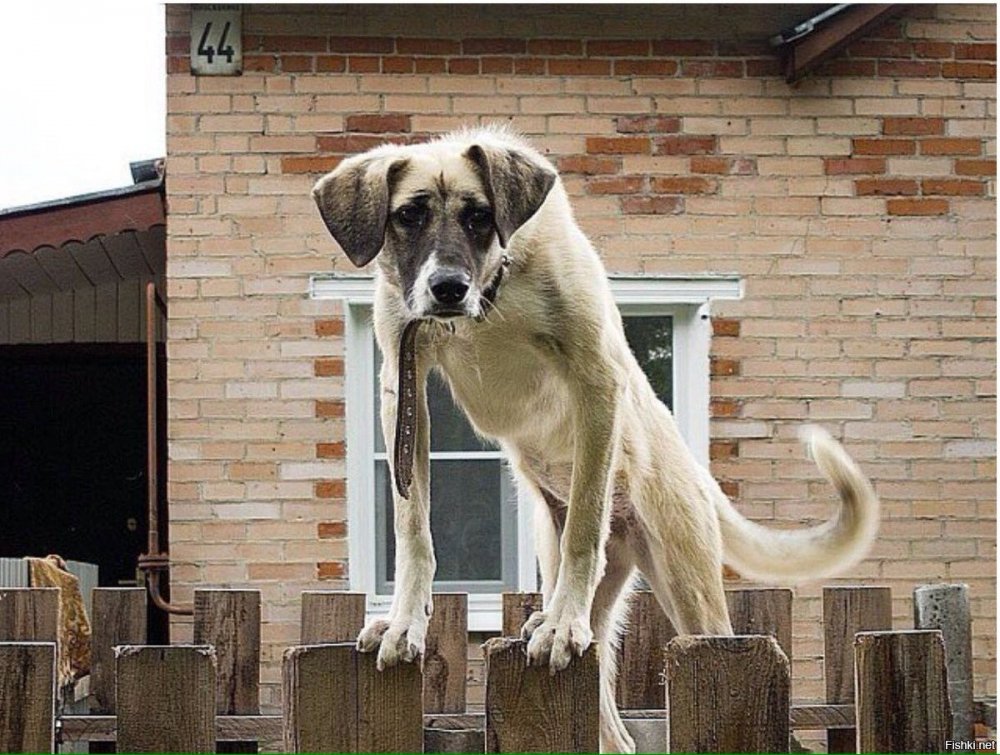 Собака на заборе