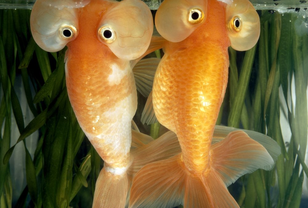 Золотая рыбка Звездочет