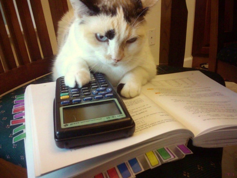 Умный кот с калькулятором